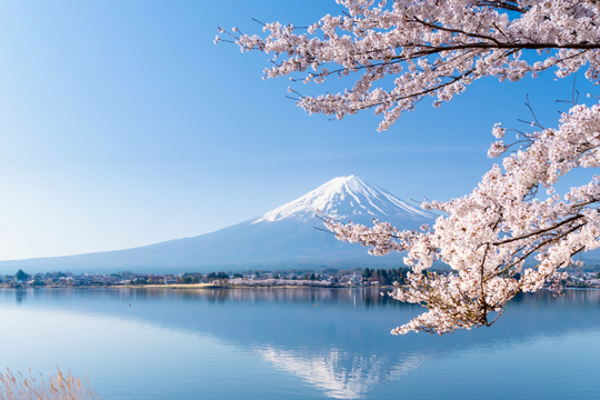 Blick auf den Berg in Japan mit einer Kirschblüte rechts